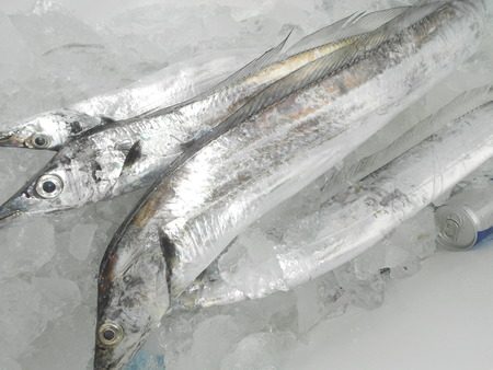 こうゆう丸 釣果