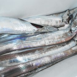 こうゆう丸 釣果