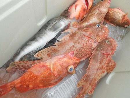 こうゆう丸 釣果