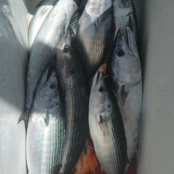 第五慶門丸 釣果