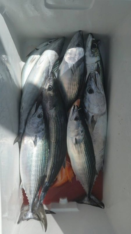 第五慶門丸 釣果