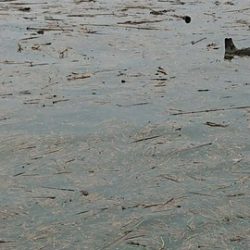 第五慶門丸 釣果