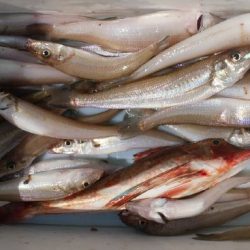 TOPGUN名古屋 釣果