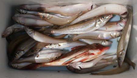 TOPGUN名古屋 釣果