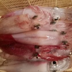 松福丸 釣果