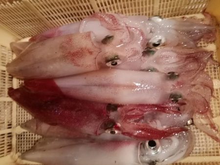 松福丸 釣果