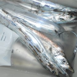 こうゆう丸 釣果