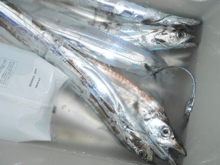 こうゆう丸 釣果