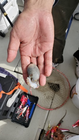 遊漁船　ニライカナイ 釣果