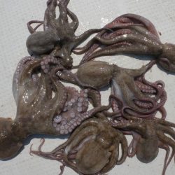 TOPGUN名古屋 釣果