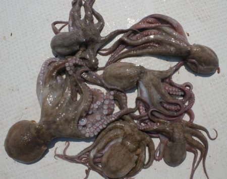 TOPGUN名古屋 釣果