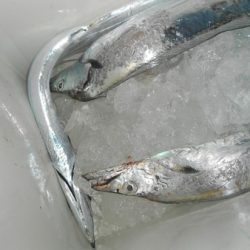 こうゆう丸 釣果