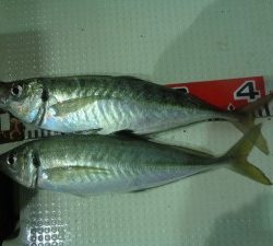 兼六丸 釣果