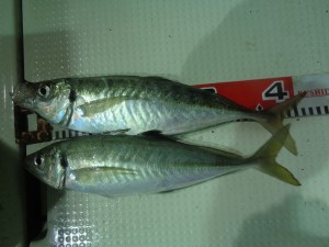 兼六丸 釣果