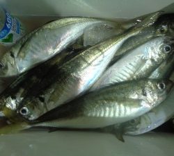 兼六丸 釣果