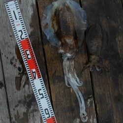 こかわ渡船　雅丸 釣果