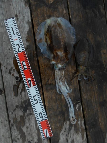 こかわ渡船　雅丸 釣果