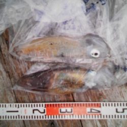 こかわ渡船　雅丸 釣果