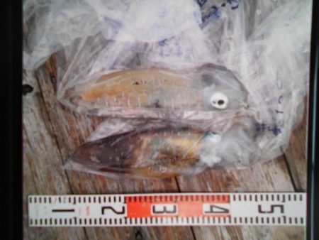 こかわ渡船　雅丸 釣果