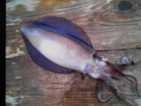 こかわ渡船　雅丸 釣果