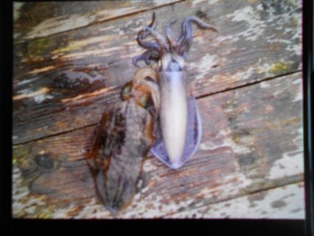 こかわ渡船　雅丸 釣果