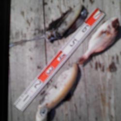 こかわ渡船　雅丸 釣果