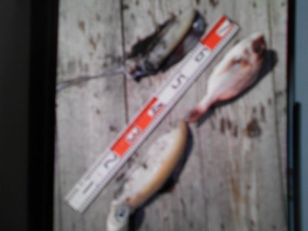 こかわ渡船　雅丸 釣果