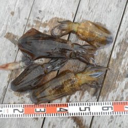 こかわ渡船　雅丸 釣果