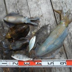 こかわ渡船 雅丸 釣果