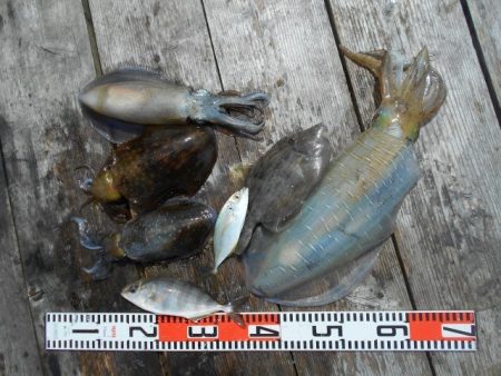 こかわ渡船　雅丸 釣果