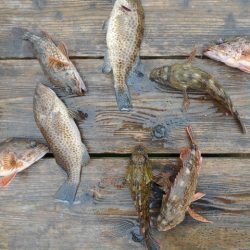 こかわ渡船 雅丸 釣果