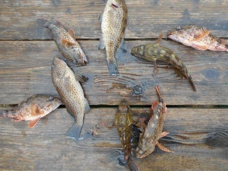 こかわ渡船　雅丸 釣果