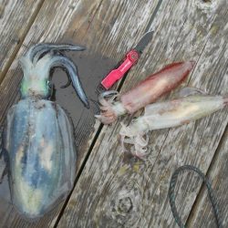 こかわ渡船 雅丸 釣果