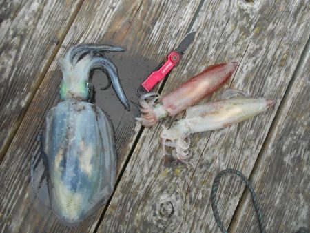 こかわ渡船 雅丸 釣果