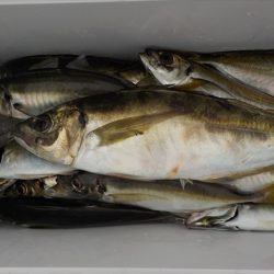 HARUKA丸 はるかまる 釣果