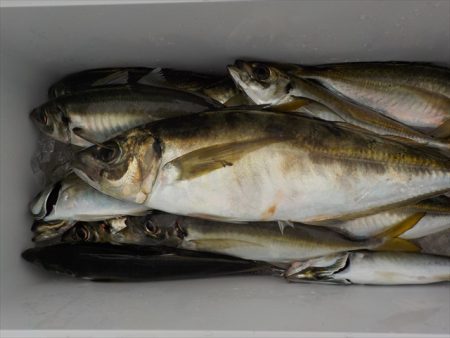 HARUKA丸 はるかまる 釣果