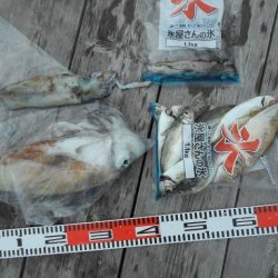 こかわ渡船　雅丸 釣果