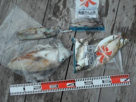 こかわ渡船　雅丸 釣果