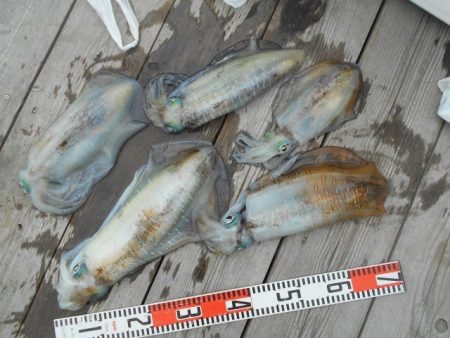 こかわ渡船　雅丸 釣果