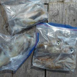 こかわ渡船　雅丸 釣果