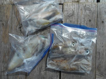 こかわ渡船　雅丸 釣果