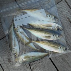 こかわ渡船　雅丸 釣果