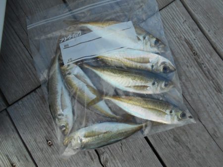 こかわ渡船　雅丸 釣果