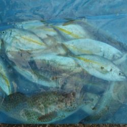 こかわ渡船　雅丸 釣果