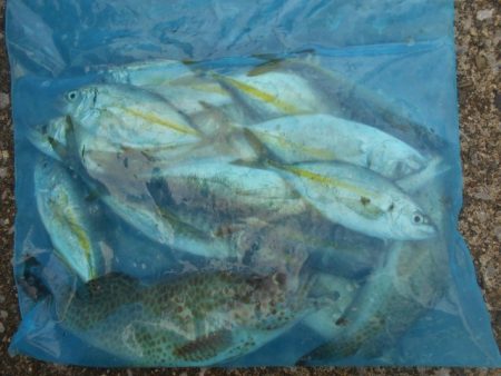 こかわ渡船　雅丸 釣果