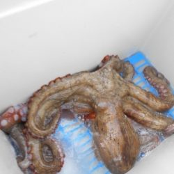 こかわ渡船　雅丸 釣果