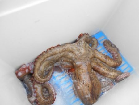 こかわ渡船　雅丸 釣果