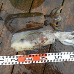 こかわ渡船　雅丸 釣果