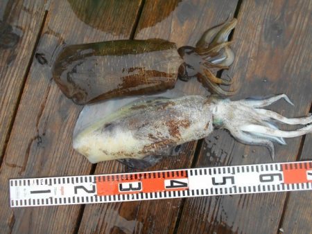 こかわ渡船　雅丸 釣果