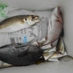 こかわ渡船　雅丸 釣果
